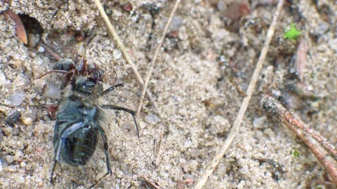 Redhead ant eats big beetle Stock Footage 107828895