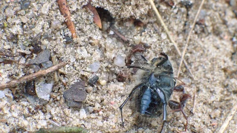 Redhead ant eats big beetle Stock Footage 107829601