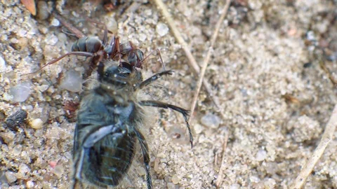 Redhead ant eats big beetle Stock Footage 107829742