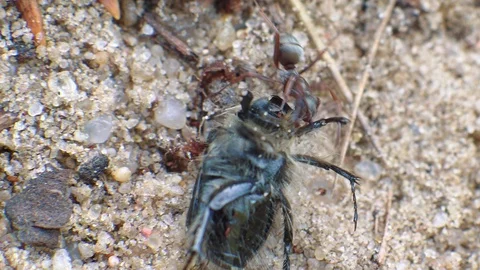 Redhead ant eats big beetle Stock Footage 107829915