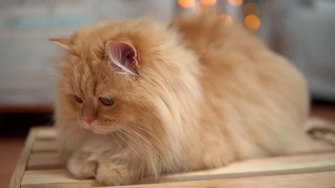 A redhead cat lies on a stool, and then jumps off with him. close up. Domestic Video stock 99007181