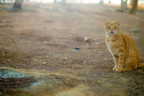 A redhead cat Stock Photos