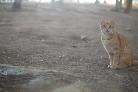 Redhead cat Stock Photos