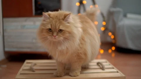 A redhead cat sits on a stool ,and then jumps off with him. close up. Domestic Video stock 99007194