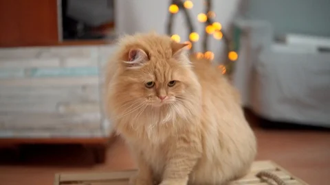A redhead cat sits on a stool ,and then lies on him. close up. Domestic cat on Video stock 99007669