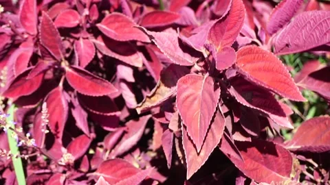 Redhead Coleus Stock Footage 282636599
