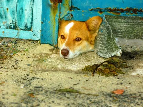 Redhead dog Stock Photos