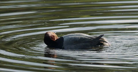 Redhead duck dips head in water while grooming, slomo 4k, Stock-Footage 242468596