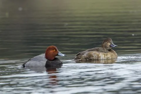Redhead duck pair. Stock Photos