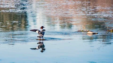Redhead duck Foto stock