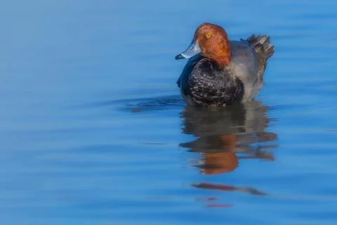 Redhead duck Stock Photos