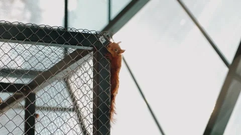 Redhead fluffy squirrel takes a nap on top large cage in room with conical glass 库存影片 257964097