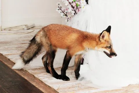 Redhead fox in the room. Foto stock