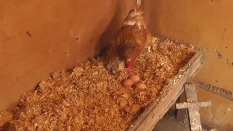 Redhead Fyi in the Henhouse, Stock Footage 73644579