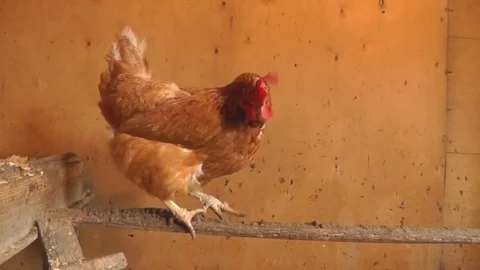 Redhead Fyi in the Henhouse, Stock Footage 73645193
