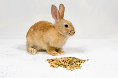 Redhead Ginger rabbit sitting next to food on a white background. Place for an Stock Photos