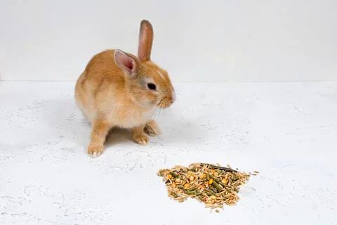 Redhead Ginger rabbit sitting next to food on a white background. Place for an Stock Photos