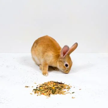 Redhead Ginger rabbit sitting next to food on a white background Stock Photos