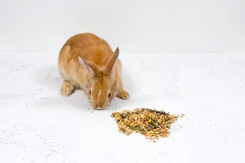 Redhead Ginger rabbit sitting next to food on a white background. Place for an Stock Photos