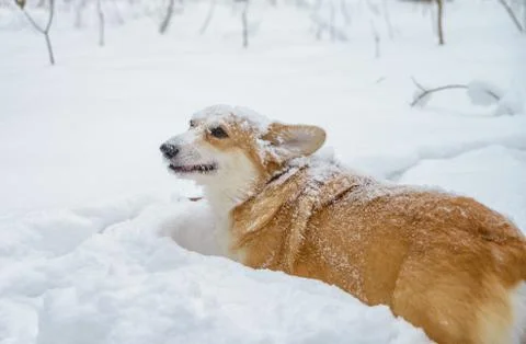 Redhead little dog in the winter forest, welsh corgi pembroke Foto stock