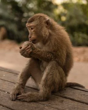 A redhead monkey sits on the ground and eats Stock Photos