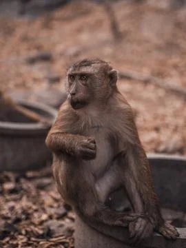 A redhead monkey sits on the ground and eats Stock Photos