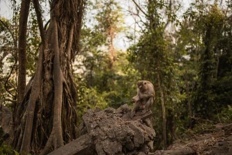 A redhead monkey sits on the ground and eats Stock Photos