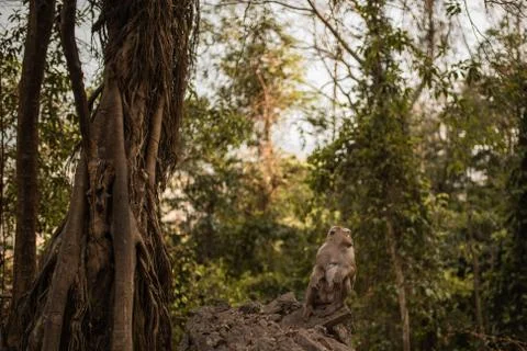 A redhead monkey sits on the ground and eats Stock Photos