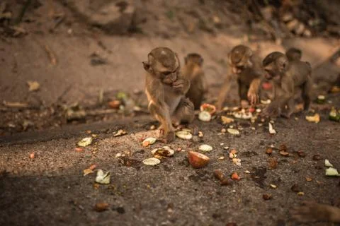 A redhead monkey sits on the ground and eats Stock Photos