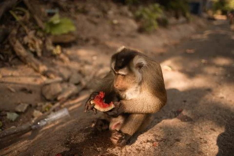 A redhead monkey sits on the ground and eats Stock Photos