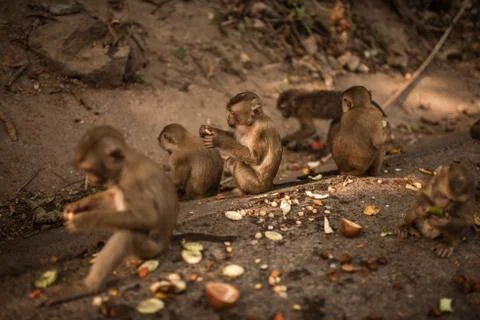 A redhead monkey sits on the ground and eats Stock Photos