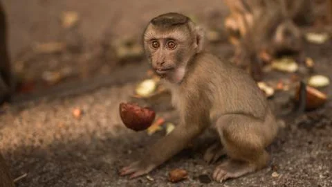 A redhead monkey sits on the ground and eats Foto stock