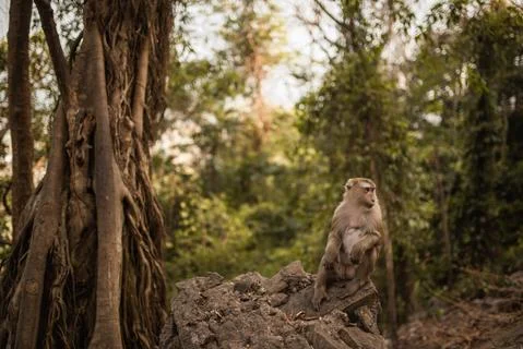 A redhead monkey sits on the ground and eats Stock Photos