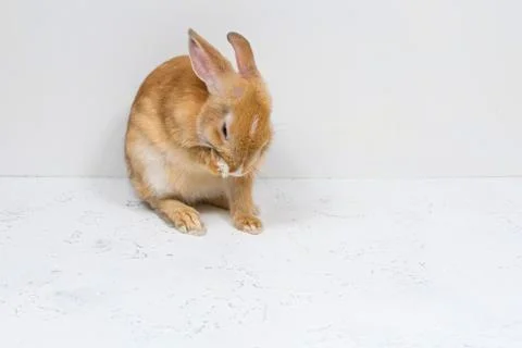 Redhead rabbit is washed on a white background. The basis for the postcard Stock Photos