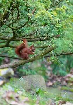 Redhead squirrel gnaws nut on a tree, side view Stock Photos