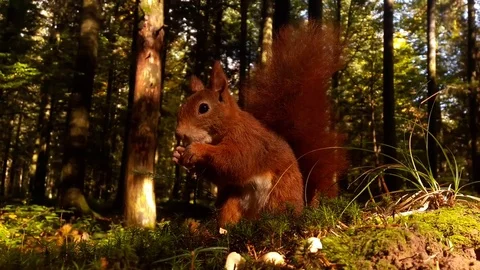 Redhead squirrel nibbles nuts Stock Footage 81907068