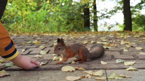 Redhead squirrel takes the nuts from the child's hands and eats them. Stock Footage 217952887