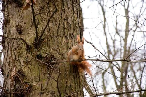 Redhead squirrel on a tree branch looking at the camera Stock Photos
