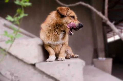 Redhead undersized the dog pretty licking 写真素材