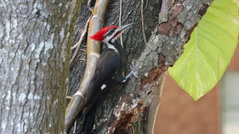 REDHEAD WOOD PECKER Stock Footage 295909093