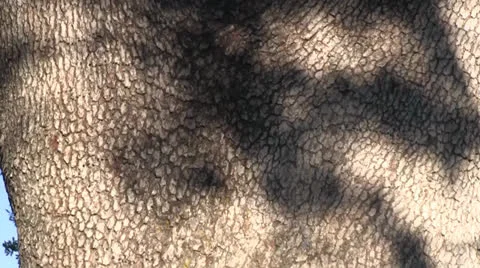 Redheaded boy and big oak tree Stock Footage 24897296