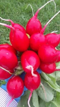 Редис 写真素材