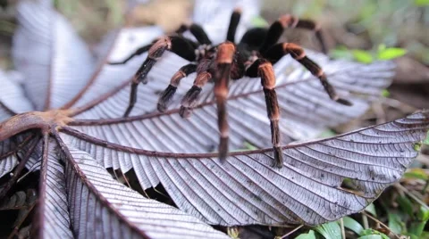 Redknee Tarantula Crawling in Wild Stock Footage 44468120