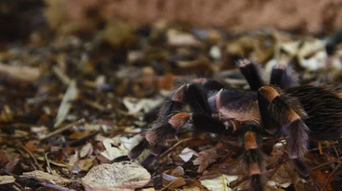 Redknee Tarantula Stock Footage 38393804
