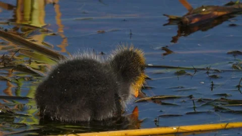 Redknobbed Coot Chick Stock Footage 138448421