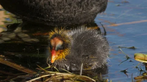 Redknobbed Coot Chick Stock Footage 138450730
