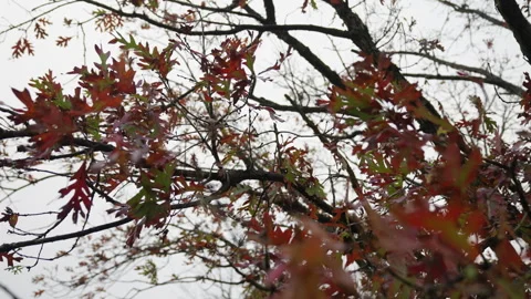 Redleaves Stock Footage 264627154