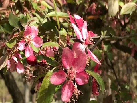Red/Magenta tree blossoms in Spring 스톡 동영상 74740442