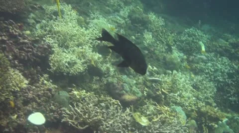 Redmouth grouper Stock Footage 10737814