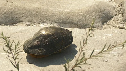 Redneck turtle hides in shell while sun bathing on grey rocks. Stock Footage 124658403